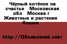 Чёрный котёнок на счастье - Московская обл., Москва г. Животные и растения » Кошки   